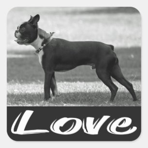 Love Black & White Boston Terrier Dog Sticker