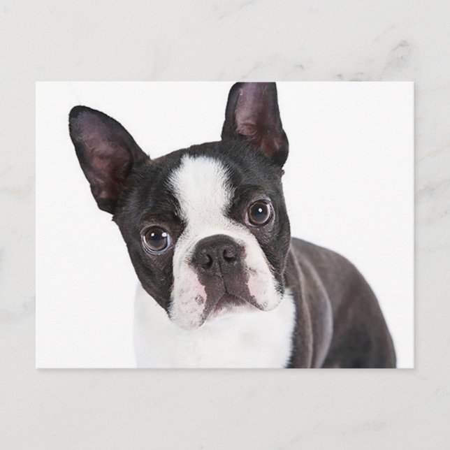 Love  Boston Terrier Puppy Dog Postcard (Front)