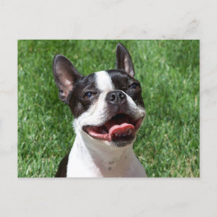 Love Boston Terrier Puppy Dog Thinking of You Postcard