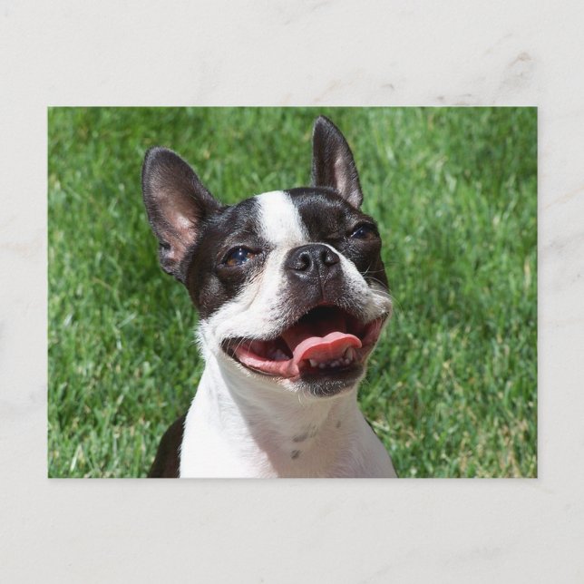 Love  Boston Terrier Puppy Dog Thinking of You Postcard (Front)