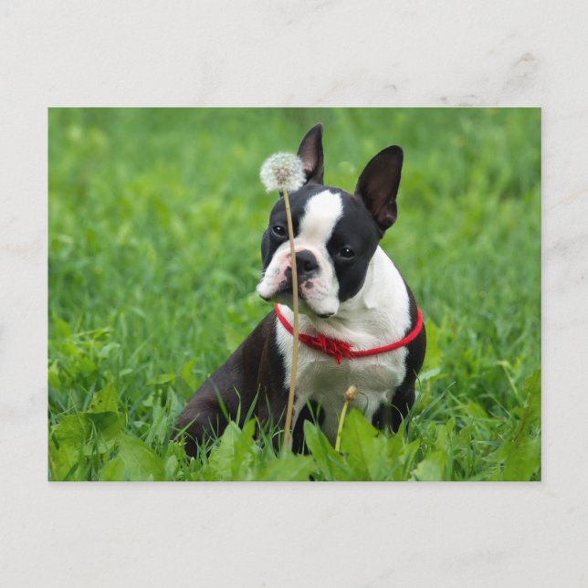 Love Boston Terrier Puppy Dog Thinking of You Postcard (Front)