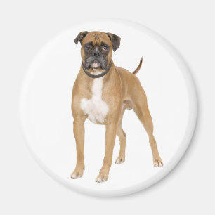 Love Boxer Puppy Dog Fridge Magnet