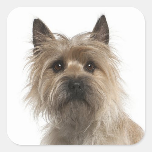 Love Cairn Terrier Puppy Dog Greeting Stickers