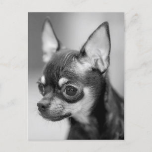 Love Chihuahua Puppy Dog Black And White Post Card
