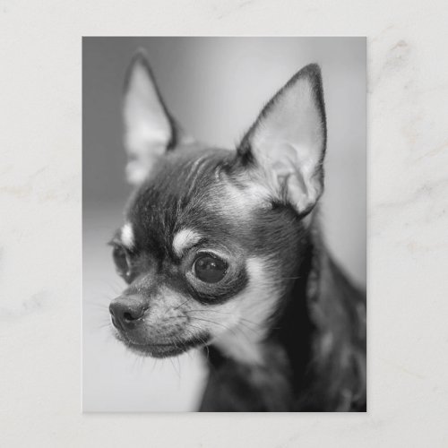 Love Chihuahua Puppy Dog Black And White Post Card