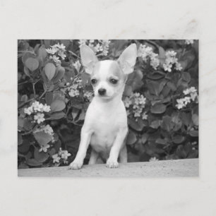 Love Chihuahua Puppy Dog Black And White Post Card