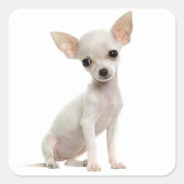 Love Chihuahua Puppy Dog Greeting Stickers (Front)