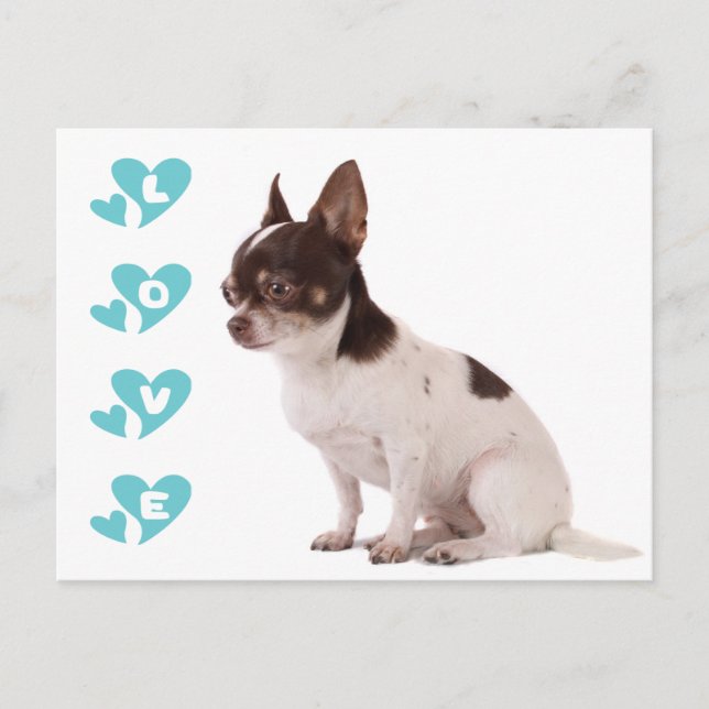 Love Chihuahua Puppy Dog Post Card (Front)
