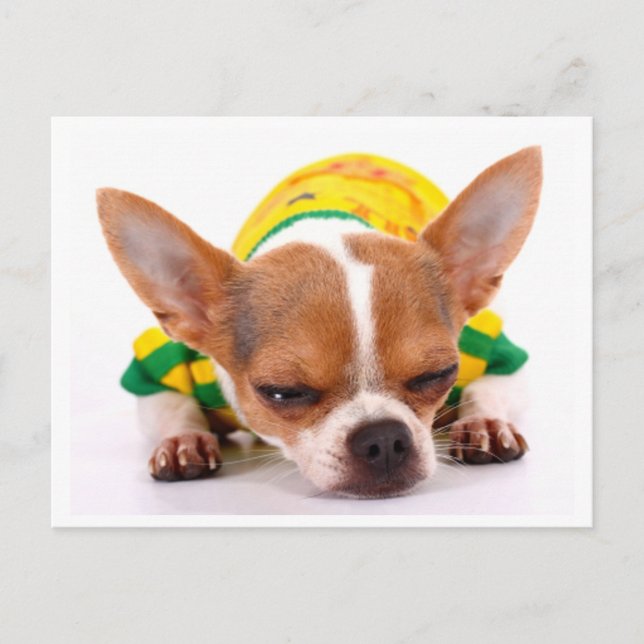 Love Chihuahua Puppy Dog Post Card (Front)