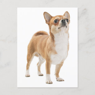 Love Chihuahua Puppy Dog Post Card