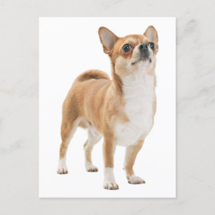 Love Chihuahua Puppy Dog Post Card