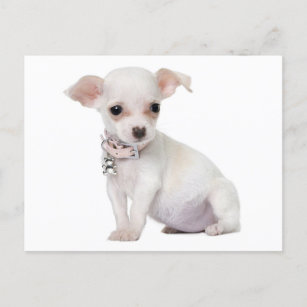 Love Chihuahua Puppy Dog Post Card