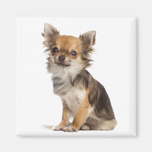 Love Chihuahuas Magnet (Front)