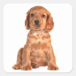 Love Cocker Spaniel Puppy Dog Stickers