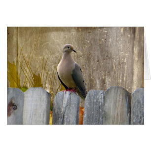 Love Dove Customizable Cards
