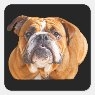 Love English Bulldog Dog Face -  Brown Mascot Square Sticker