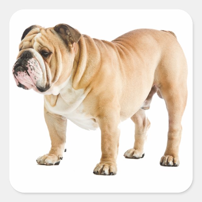 Love English Bulldog Puppy Dog Canine Sticker (Front)