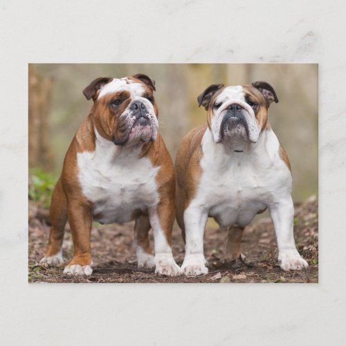 Love English Bulldog Puppy Dog Post Card