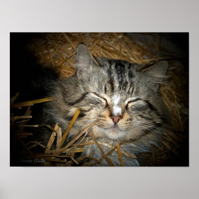 Love Feral Cat Sleeping in Bed of Straw Photo  Poster (Front)