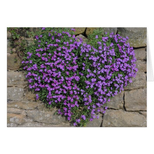 Love Flowers: Yorkshire 'Wall-Flowers' Cards (Front Horizontal)