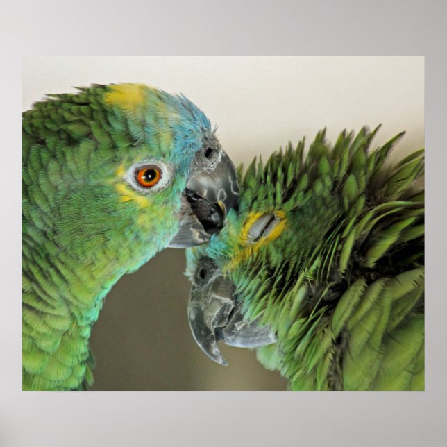 Love forever - cute parrots poster (Front)