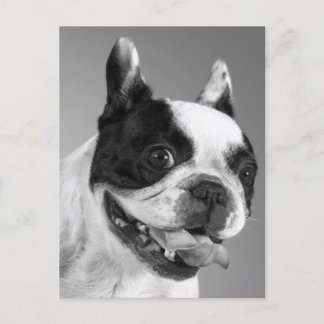 Love French Bulldog Puppy Dog Post Card