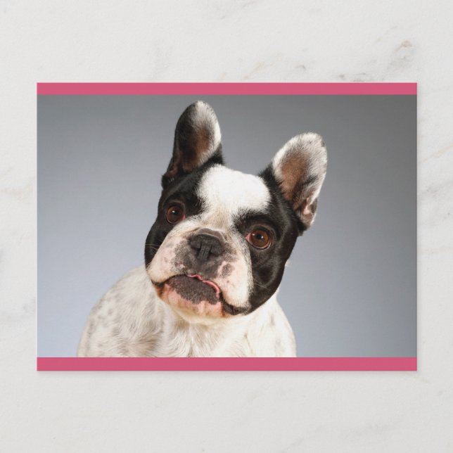 Love French Bulldog Puppy Dog Post Card (Front)