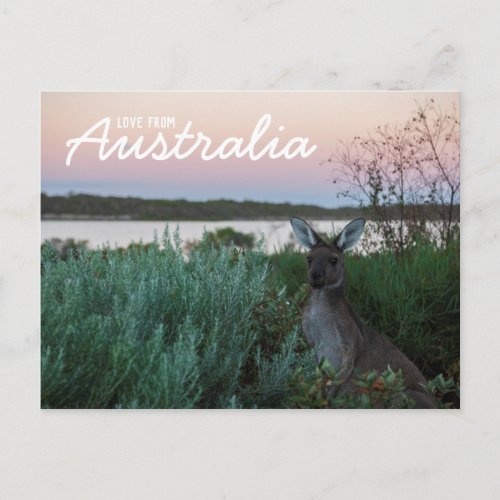 Love From Australia Kangaroo Sunset Lake Postcard