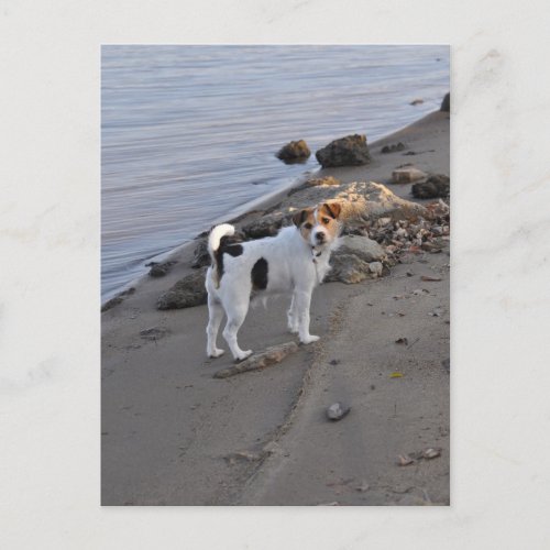 Love From The Dog by Janz Jack Russell Postcard
