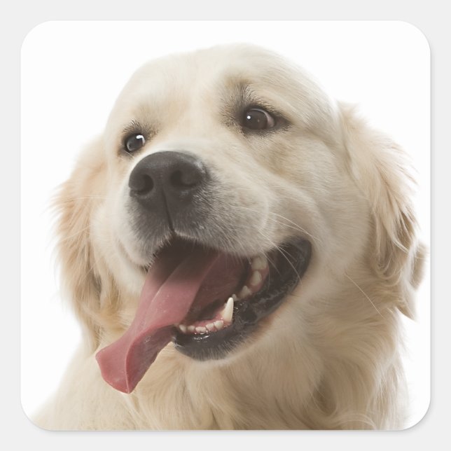 Love Golden Retriever Puppy Dog Stickers (Front)