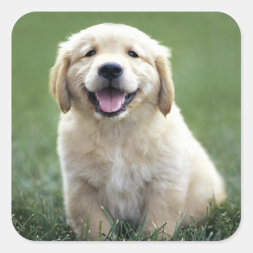 Love Golden Retriever Puppy Dog Stickers