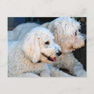 Love Goldendoodles Postcard
