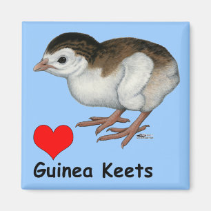 Love Guinea Keets Magnet