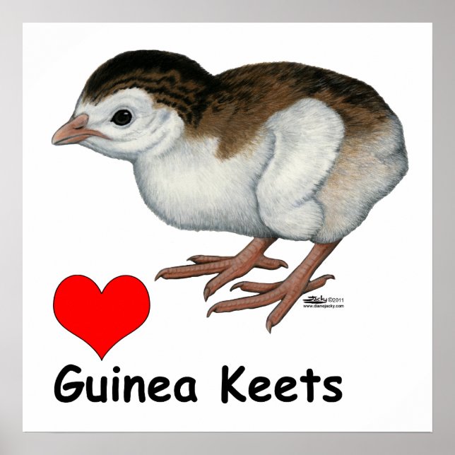 Love Guinea Keets Poster (Front)