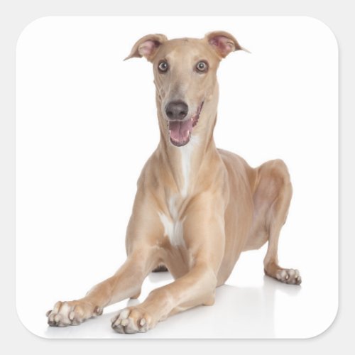 Love Happy Greyhound Tan And White Puppy Dog Square Sticker