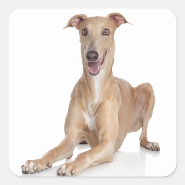 Love Happy Greyhound Tan And White Puppy Dog Square Sticker (Front)