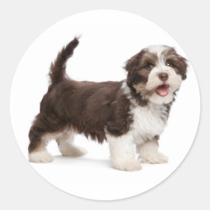 Love Havanese Chocolate Brown Puppy Dog Hello Classic Round Sticker