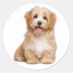 Love Havanese Tan Puppy Dog Hello Classic Round Sticker