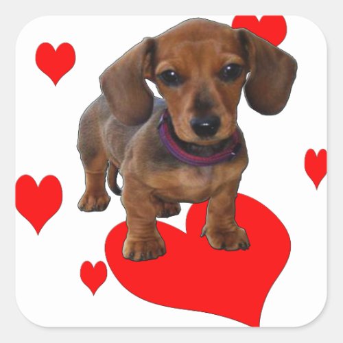 Love Hearts Dachsies _ Dachshund Square Sticker