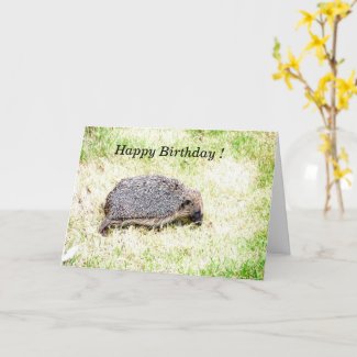 Love Hedgehogs Card