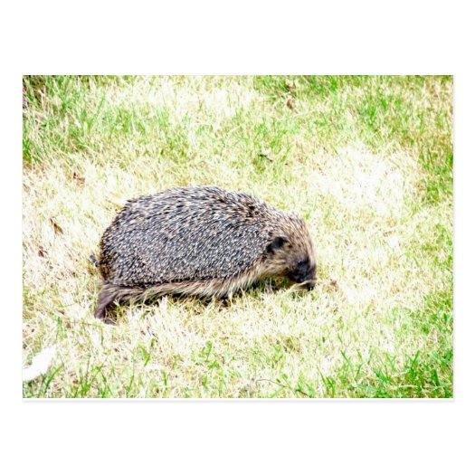 Love Hedgehogs Postcard