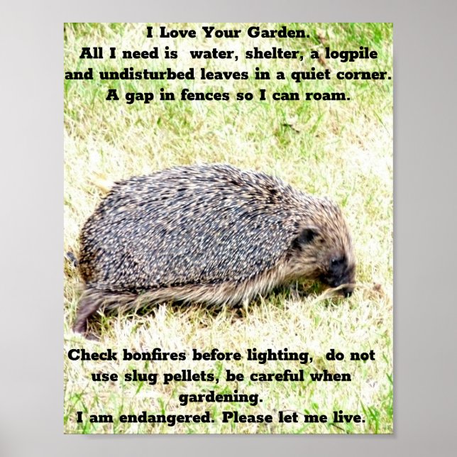 Love Hedgehogs Poster (Front)