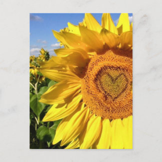 Love in the Sunflowers Postcard