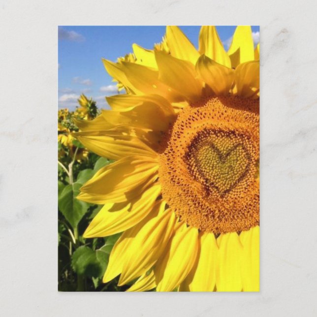 Love in the Sunflowers Postcard (Front)