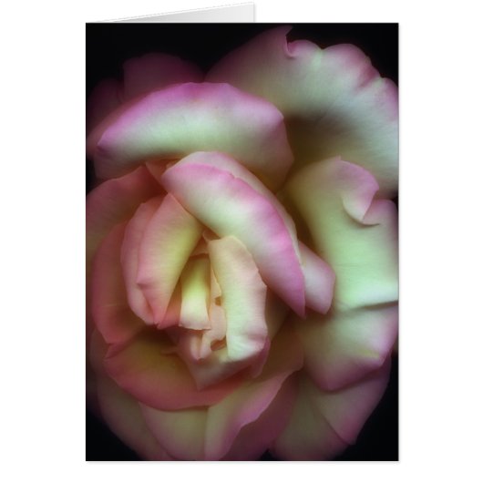 <Love is a Rose> by Nathan Griffith Cards (Front)