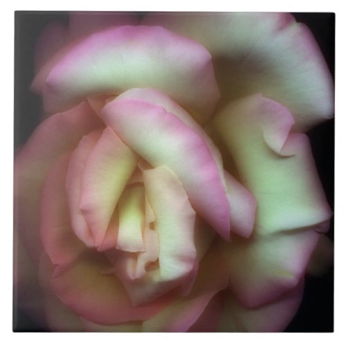 Love is a Rose by Nathan Griffith Ceramic Tile