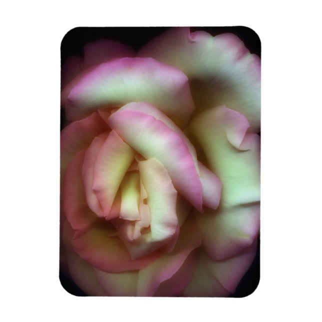 <Love is a Rose> by Nathan Griffith Magnet (Vertical)