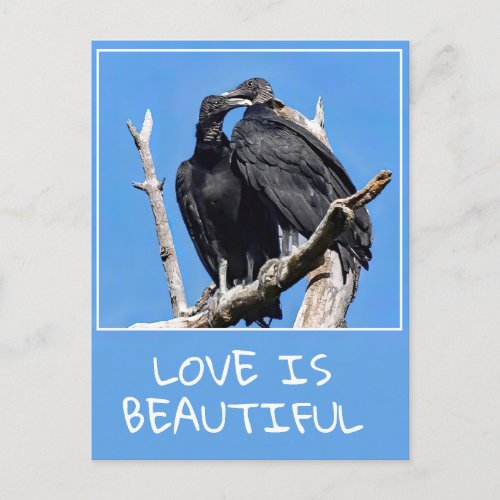 Love Is Beautiful Vultures Postcard