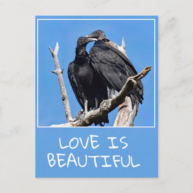 Love Is Beautiful Vultures Postcard (Front)