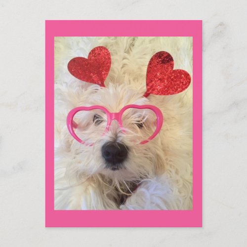 Love is Cute Westie Postcard